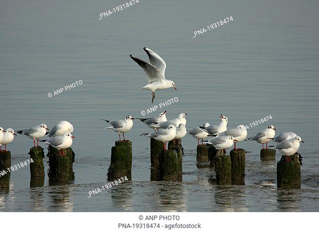 Black-headed Gull Larus ridibundus - Waddensea, wadden, Holwerd, Holwert, Dongeradeel, Dongeradiel, Frisia, The Netherlands, Holland, Europe