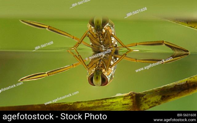 Common Water Boatman (Notonecta glauca) adult, at surface of water, Derbyshire, England, United Kingdom, Europe