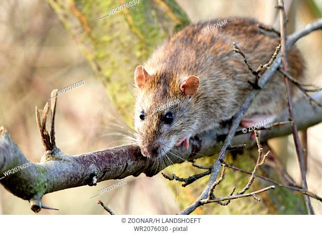 Brown rat on a tree