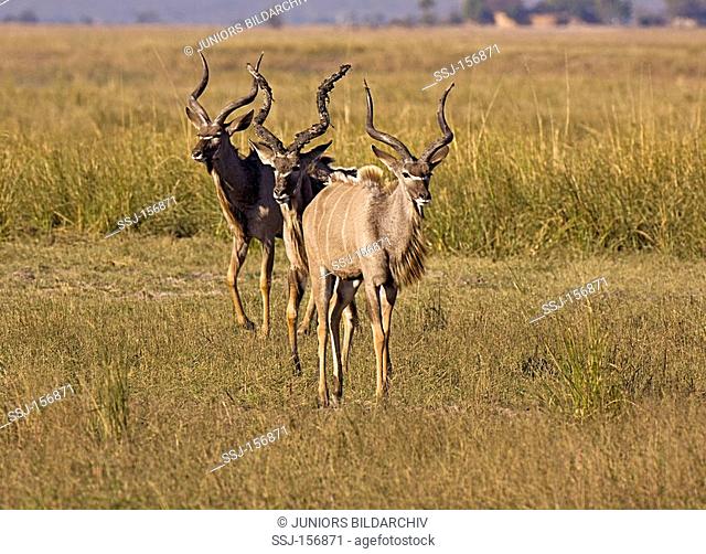 three Greater Kudus - walking / Tragelaphus strepsiceros