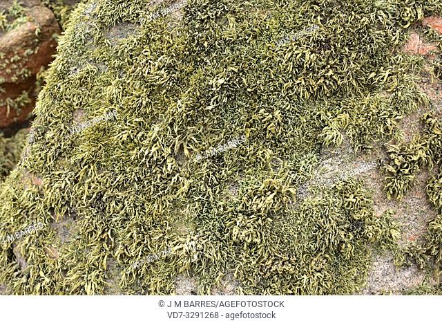 Lichen community dominated by Ramalina siliquosa, a fruticulose lichen. This photo was taken in Kullaberg Natural Reserve, Sweden