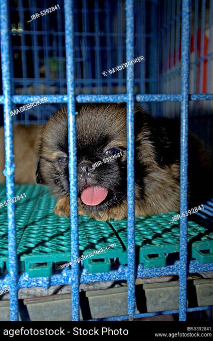 Puppy in cage for sale, Pat Chong Market, Thailand, Puppy in cage for sale, Pat Chong Market, Thailand, Asia