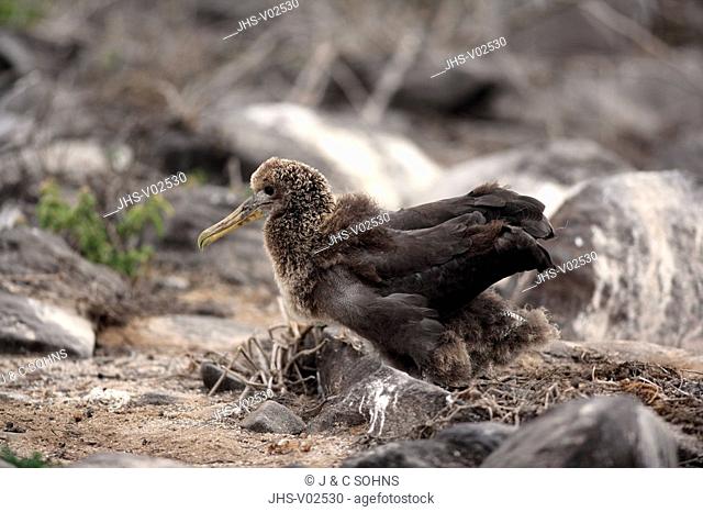 Waved Albatross, Diomedea irrorata, Galapagos Islands, Ecuador, young bird, chick, on ground