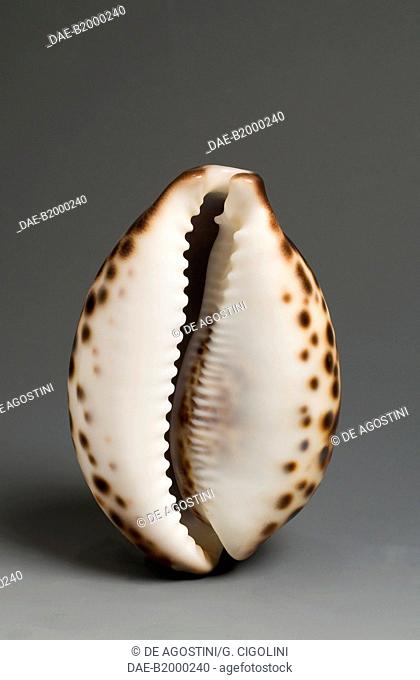 Tiger cowrie dark shell (Cypraea tigris), Littorinimorpha.  Private Collection