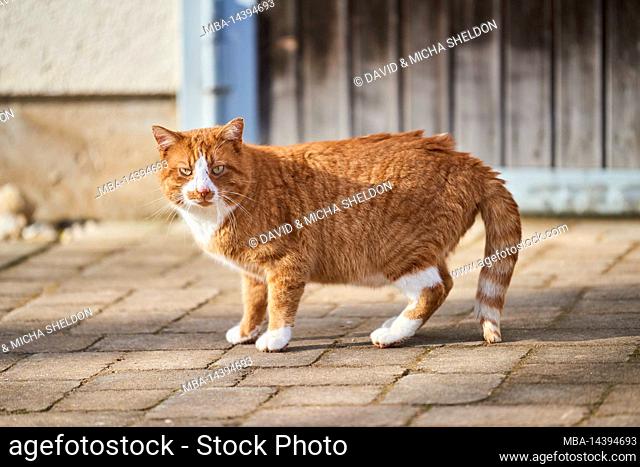 domestic cat (Felis catus), street
