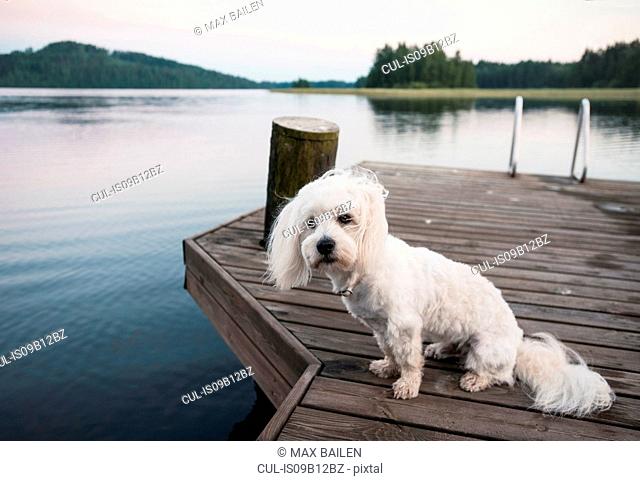 Portrait of cute coton de tulear dog sitting on windy lake pier, Orivesi, Finland