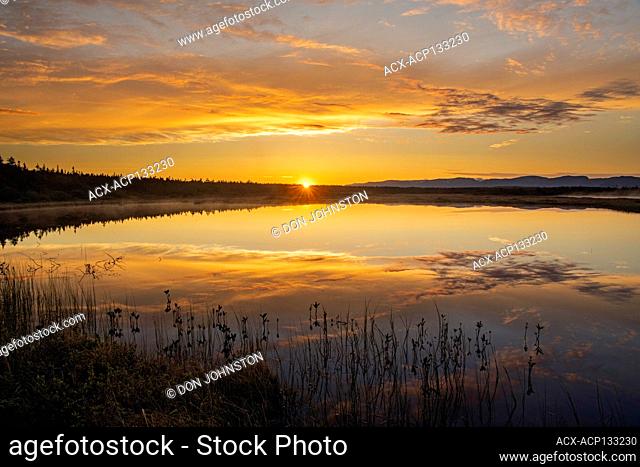 Sunrise reflections in coastal marsh ponds, Gros Morne National Park, Newfoundland and Labrador NL, Canada