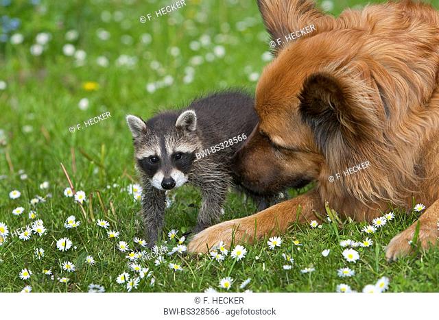common raccoon (Procyon lotor), hand-raised juvenile raccoon playing with dog in a meadow, Germany