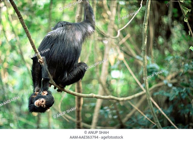 Young Chimpanzee 'Tom' hanging upside down from mother 'Tanga' (Pan troglodytes schweinfurtheii) Gombe National Park, Tanzania 2003