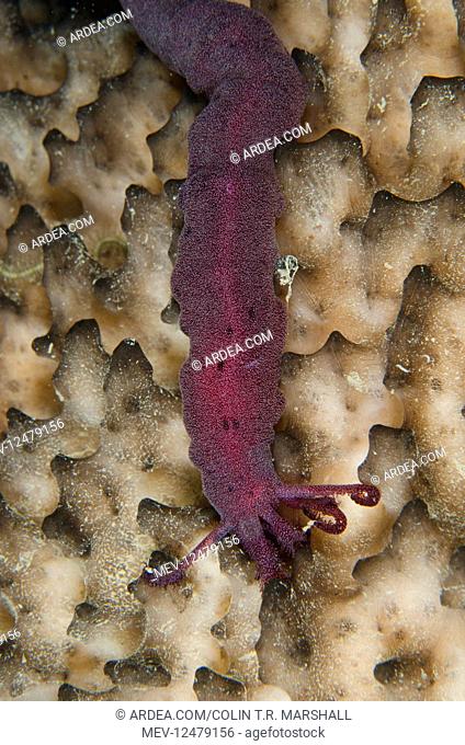 Spotted Worm Sea Cucumber - on side of sponge