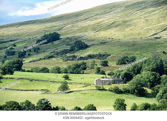 Stone walls follow along the sunlight hills of the Dales, Yorkshire Dales, UK