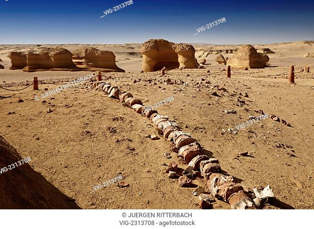EGYPT, WADI HITAN, 29.03.2010, petrified skeleton of a whale, Wadi Hitan, western desert, Egypt, Africa - Wadi Hitan, Egypt, 29/03/2010