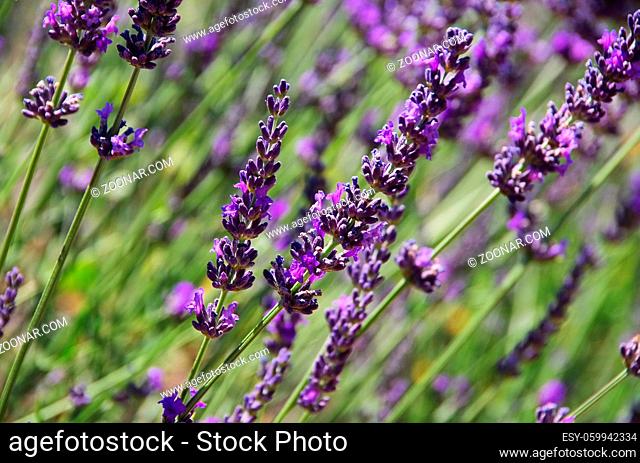 Lavendel - lavender 89