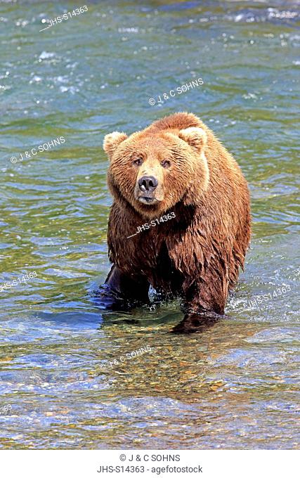 Grizzly Bear, (Ursus arctos horribilis), Brookes River, Katmai Nationalpark, Alaska, USA, North America, adult in water
