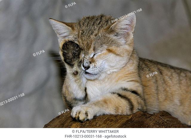 Sand Cat Felis margarita adult grooming face, showing fur on underside of paw to aid walking on hot sand
