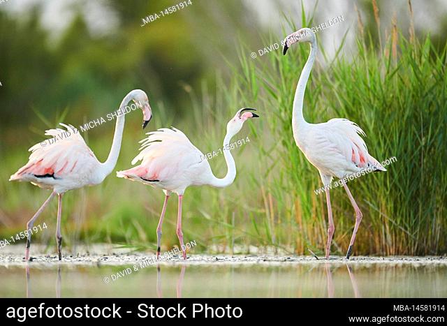Pink flamingo (Phoenicopterus roseus), quarrel, fight, territory, territorial fights, Camargue, France, Europe