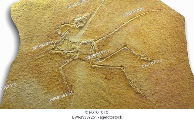hedgehog flea (Archaeopterix lithographica), fossile Archaeopteryx from Jurassic (210-140 million years), location Germany