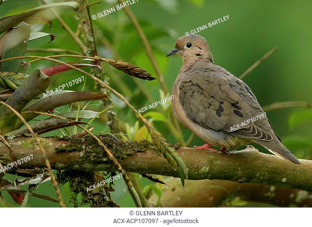 Eared Dove (Zenaida auriculata) perched on a branch in the mountains of Colombia, South America