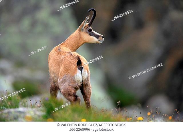 chamois (Rupicapra rupicapra) in the National Park Gran Paradiso, Italy