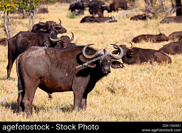 Kaffernbüffel, Syncerus caffer, im Chobe Nationalpark, Botswana
