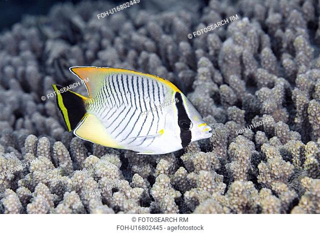 butterflyfish, coral, acropera, swimming, chevroned