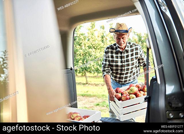 Fruit grower loading car with apple crates