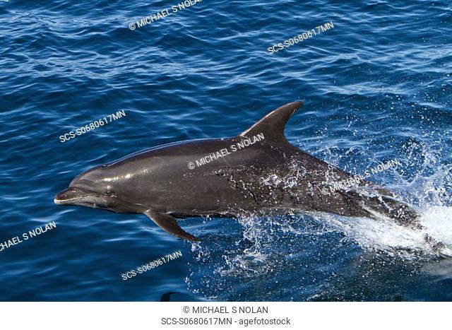 Offshore type bottlenose dolphins Tursiops truncatus surfacing in the midriff region of the Gulf of California Sea of Cortez, Baja California Norte, Mexico