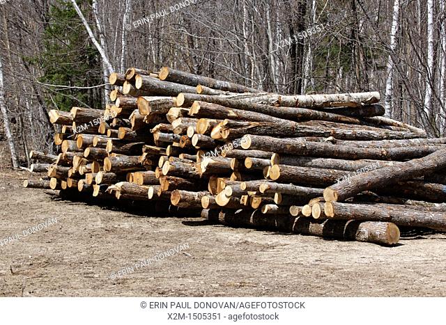 Pile of logs at a Timber Harvest site off of the Kancamagus Highway in the White Mountains, New Hampshire USA ready to be hauled away