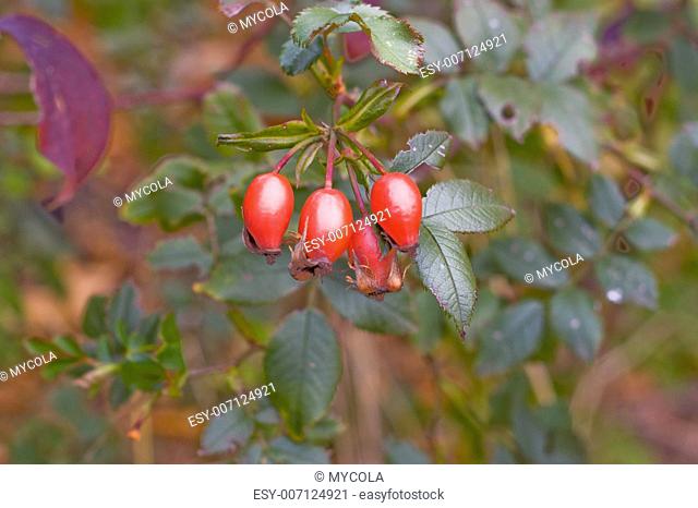 berries of wild rose are in natural conditions