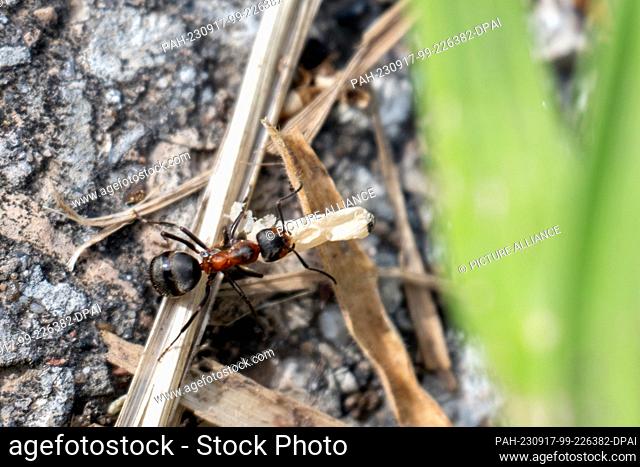 17 September 2023, Bavaria, Untermerzbach: A wood ant climbs over blades of grass with a piece of prey in bright sunshine. Photo: Pia Bayer/dpa