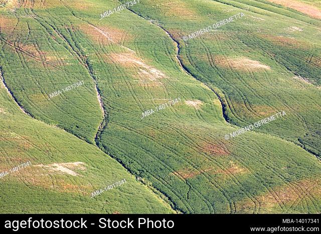 detail of green meadow on the hills of the crete senesi, asciano, siena, tuscany, italy