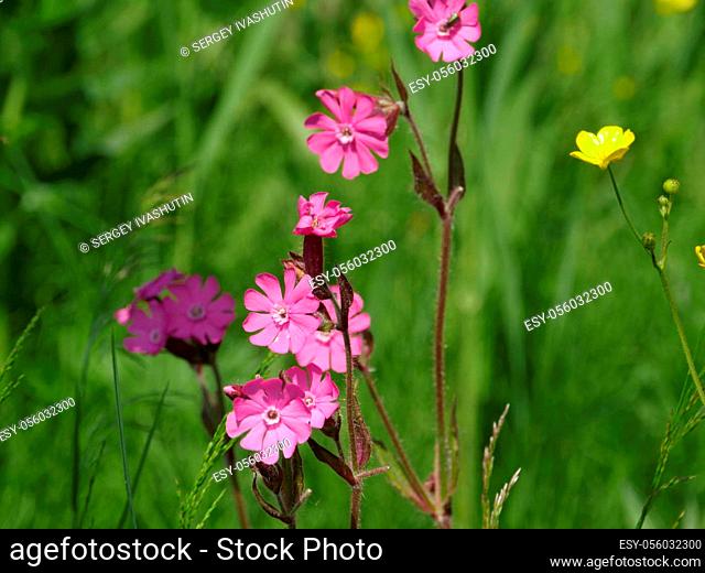 Wild flower Silene dioica on a green meadow close-up