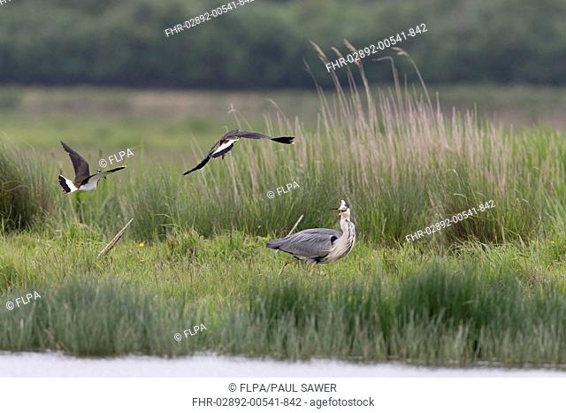 Northern Lapwing (Vanellus vanellus) adult pair, breeding plumage, in flight, mobbing Grey Heron (Ardea cinerea) adult, in marshland habitat, Suffolk, England