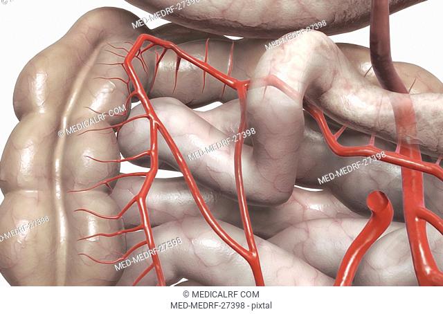 Mesenteric arteries
