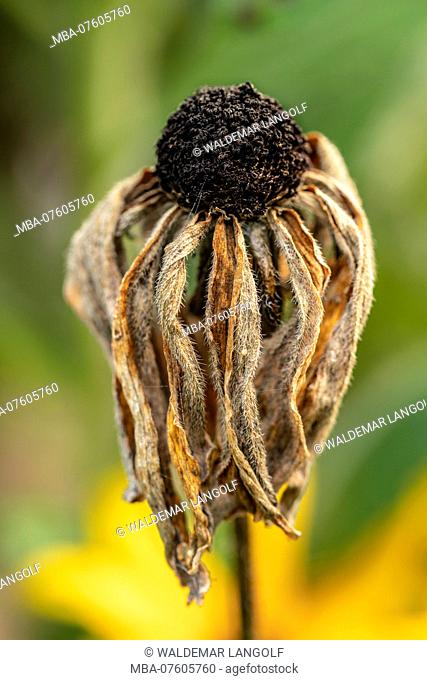 Withered flower of Rudbeckia fulgida, gold storm or coneflower