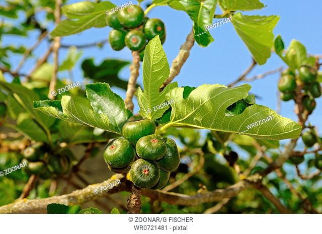 Common Fig Tree Ficus carica with fruit