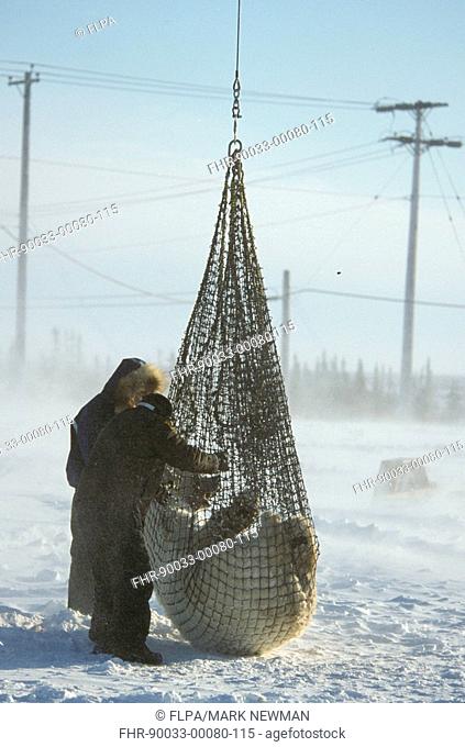 Mammal Conservation Relocation of Polar Bear from the Polar Bear 'jail' - Churchill, Manitoba, Canada