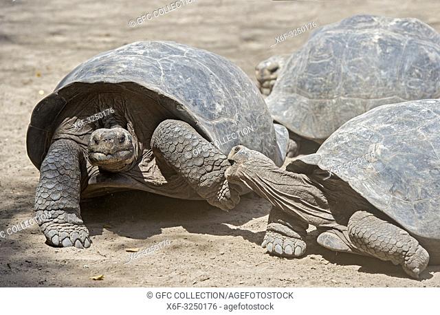 Paarungsverhalten, männliche Galapagos-Riesenschildkröten (Chelonoidis nigra ssp) beisst ein Weibchen, Schildkrötenaufzuchtzentrum auf der Insel Isabela