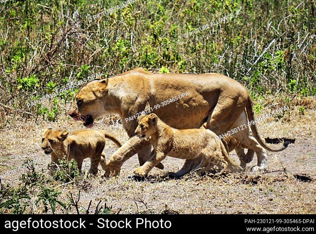 24 September 2022, Tanzania, Nyabogati: A lioness (Panthera leo) walks with her cubs along the edge of the road to the forest in Serengeti National Park