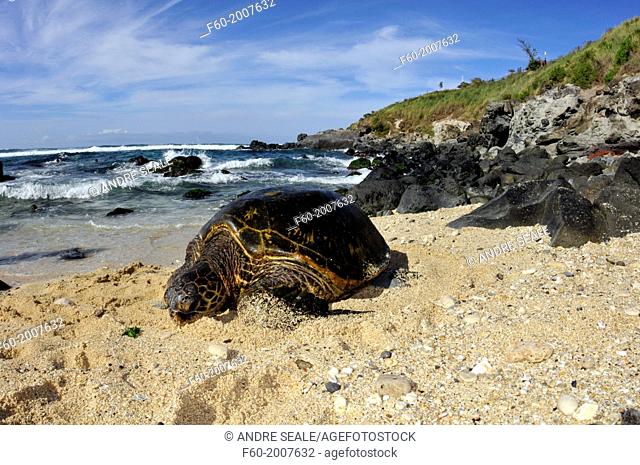 Green sea turtle, Chelonia mydas, rests in the sand of Ho'okipa Beach, Maui, Hawaii, USA