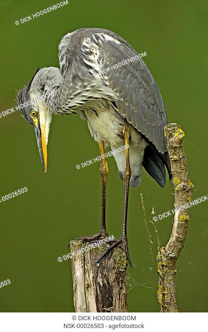 This Grey Heron (Ardea cinerea) is standing on a pole near the waterside and is cleaning itself., The Netherlands, Noord-Holland, Spaarnwoude