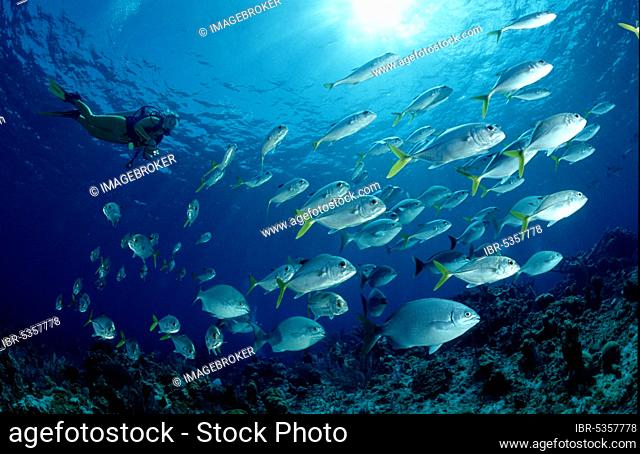 Bigeye Trevallies (Caranx sexfasciatus) and diver (Caranx elacate), Bigeye Trevallies and diver, Other animals, other animals, Fische, fish, Unterwasser