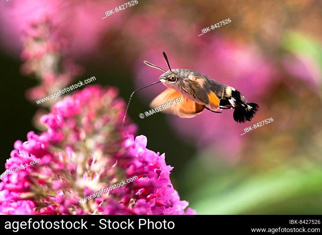 Hummingbird hawk-moth ( Macroglossum stellatarum) flying, collecting nectar of butterfly bushes, Hesse, Germany, Europe