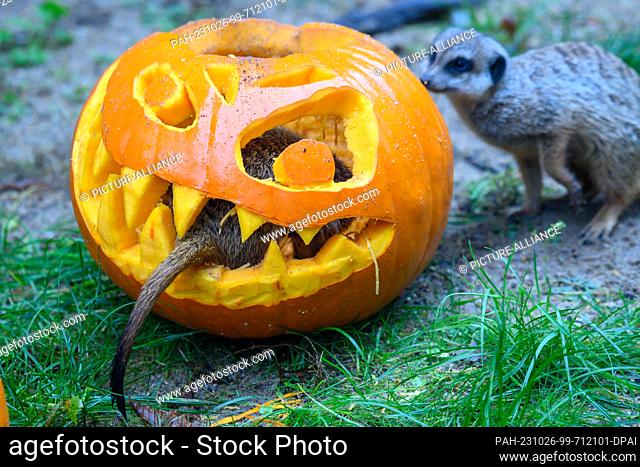 26 October 2023, Saxony-Anhalt, Magdeburg: A meerkat sits in a Halloween pumpkin head at the zoo. Preparations are underway at the zoo for Halloween on October...