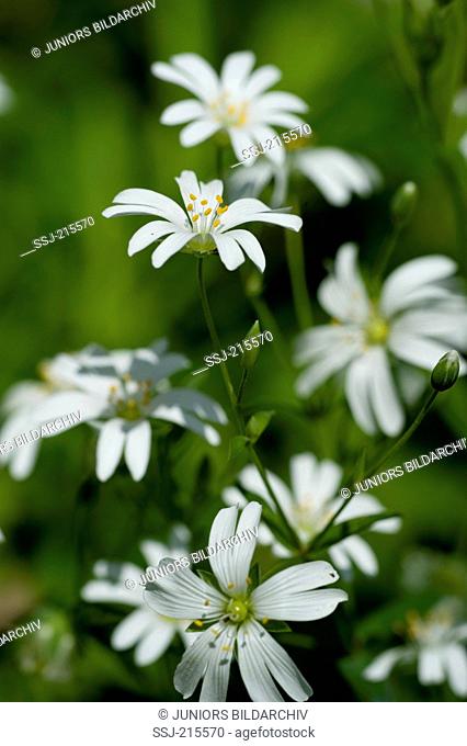 Greater Stitchwort (Stellaria holostea), flowering stalk. Germany