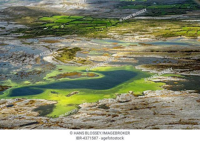 Small lakes in the Burrenfelsen, Turloughs in the Burren, green algae, Burren, nature reserve, limestone rock, chalk cliff formation, Mullaghmore Burren