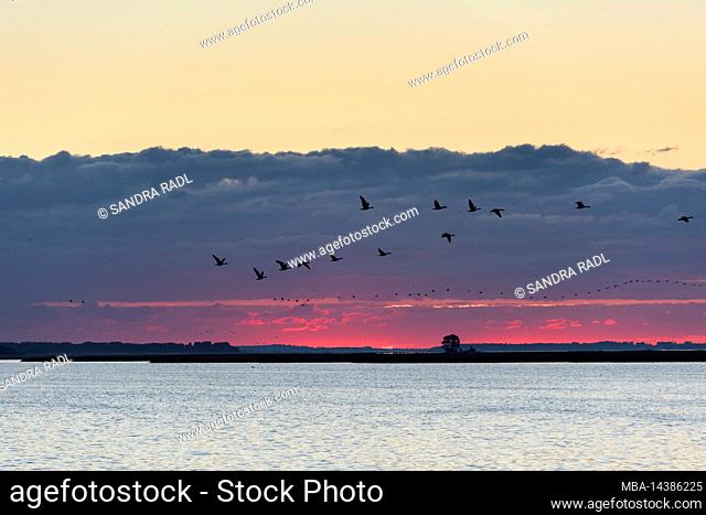 Morning sky over Barther Bodden near Zingst, migrating geese, Baltic Sea, Germany, Mecklenburg-Western Pomerania, National Park Vorpommersche Boddenlandschaft