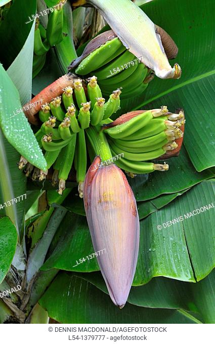 Banana Plant Tree Bridgetown Barbados Caribbean Cruise NCL