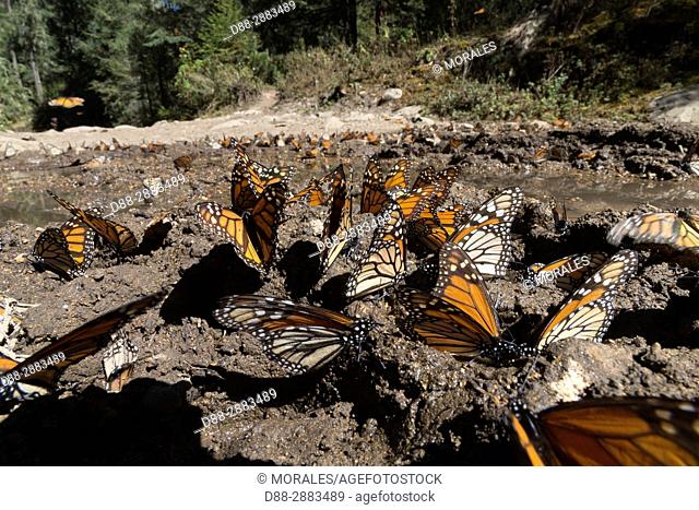 Central America, Mexico, State of Michoacan, Angangueo, Reserve of the Biosfera Monarca El Rosario, Monarch (Danaus plexippus) butterflies gathering to drink...