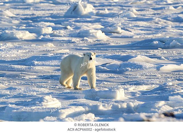 Polar bear (Ursus maritimus), walking on frozen intertidal zone, west coast Hudson Bay, south of Arviat, Nunavut, Canada